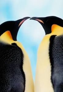 Antarctica Wildlife Images Prints: Emperor penguins