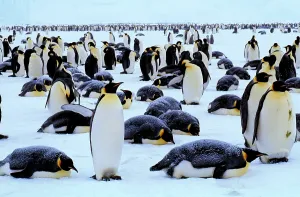 Aptenodytes Forsteri Prints: Emperor Penguins