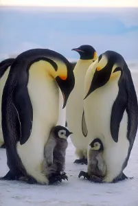 Emperor Penguin Chicks Prints: Emperor penguins with their chicks