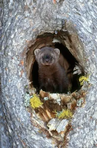 Montana Wildlife Prints: Fisher
