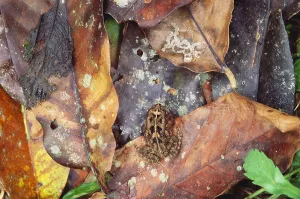 Camouflaged Wildlife Prints: Frog On Leaf