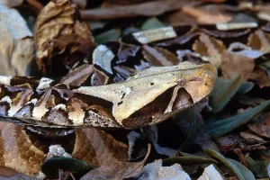 Rainforest Wildlife Images Prints: Gaboon Viper