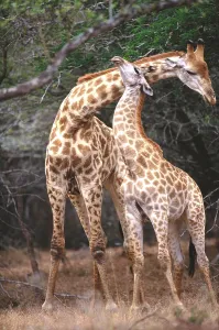 Wild Animal Interactions Prints: Giraffe
