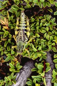Grasshopper Print from ScienceSource