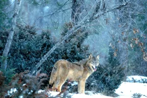 Canis Lupus Prints: Gray Wolf at kill