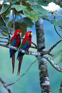 Tropical Rainforest Fauna Prints: Green-winged macaws