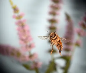 Honey Bee In Flight Prints: Honey Bee in Flight