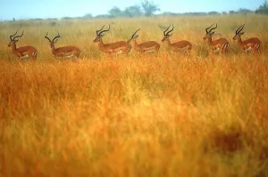 African Antelope Prints: Impalas