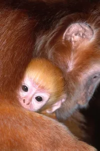 Primate Species Prints: Javan langur with young