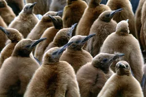 Antarctic Wildlife Photos Prints: King Penguin Chicks