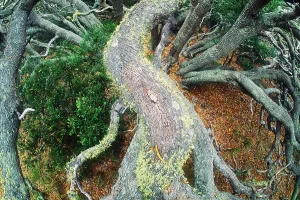 Volcanoes National Park Prints: Koa forest