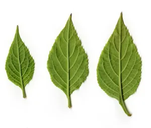 Lamiaceae Family Photos Prints: Leaves of Diviner's Sage, underside view