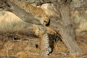 South African Mammals Prints: Leopard (Panthera pardus)