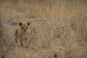 Southern African Animals Prints: Lion Cub