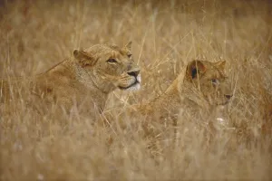 Panthera Leo Prints: Two lions