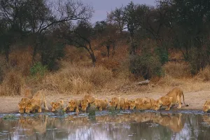 African Lions Prints: Lions drinking