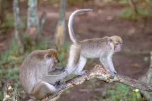 Borneo Wildlife Prints: Long-Tailed Macaque