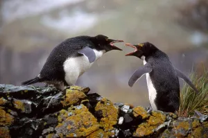 South Georgia Island Wildlife Prints: Macaroni Penguins Arguing