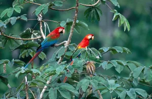 Peru Bird Species Prints: Two Macaws