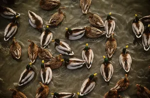 Mallard Ducks Prints: Mallard Ducks