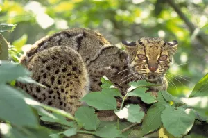 Marbled cat Print (Felis marmorata) - ScienceSource