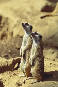 Two Meerkats Print: Standing Meerkats on South African Dry Plains
