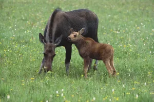 Outdoor Animal Pictures Prints: Moose with calf