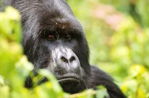 Rwanda Wildlife Prints: Mountain gorilla, Rwanda