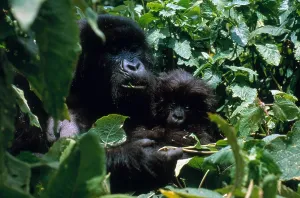 Great Ape Habitat Prints: Mountain Gorillas