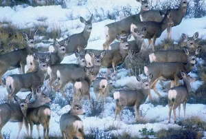 American Wildlife Prints: Mule deer