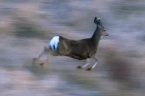 Mule deer running Print