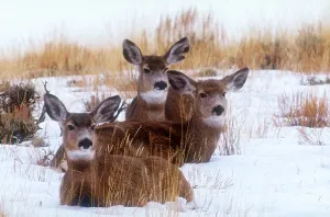 Winter Animal Photos Prints: Mule deer in snow