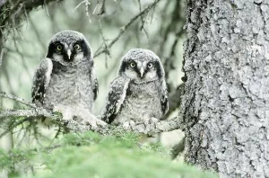 Alaska Wildlife Images Prints: Northern Hawk Owlets