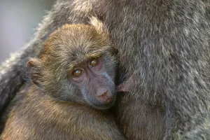 Primate Animals Prints: Olive Baboon