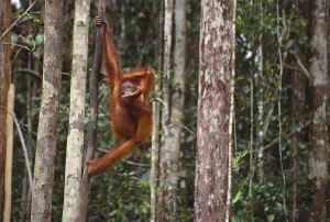 Borneo Wildlife Prints: Orangutan