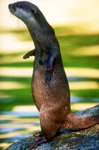 Small Mammal Species Prints: Oriental small-clawed otter