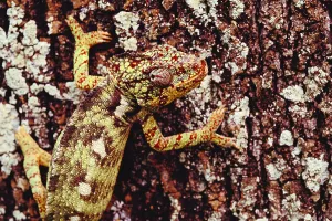 Camouflaged Reptile Prints: Oustalet's Chameleon