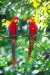 Tropical Parrot Species Prints: Pair of scarlet macaws