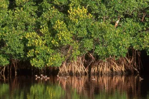 Everglades National Park Birds Prints: Pied-billed Grebe