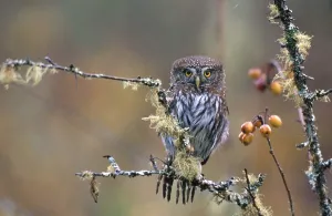 American Birds Prints: Pygmy Owl