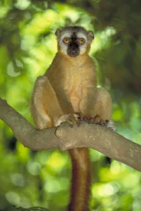 Endangered Lemurs Of Madagascar Prints: Red fronted brown lemur