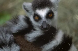 Lemur Catta Prints: Ring-tailed Lemur