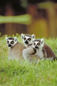 Ring Tailed Lemur Prints: Ring tailed Lemur
