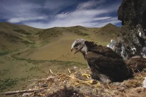 Mongolian Wildlife Prints: Rough Legged Buzzard