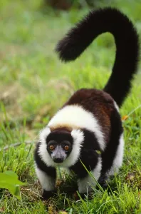 Endangered Primates Prints: Ruffed lemur, Madagascar