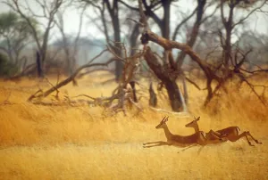 Okavango River Animals Prints: Running impala
