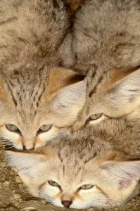 Wild Cat Species Prints: Sand Cats