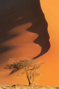 Namib Desert Landscapes Prints: Sand dunes, Namibia