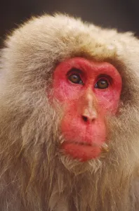 Japanese Macaque Prints: Snow monkey, Japan