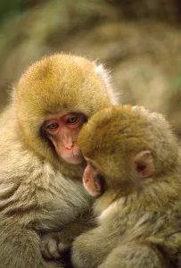 Japanese Macaque Prints: Snow monkeys cuddling